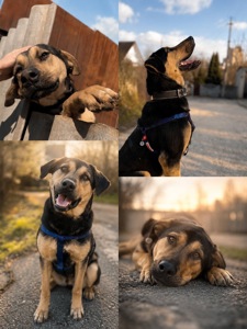Гектор шукає родину🐾
