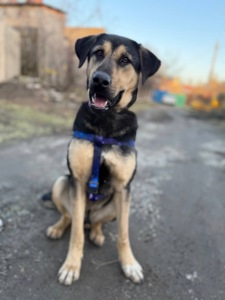 Гектор шукає родину🐾