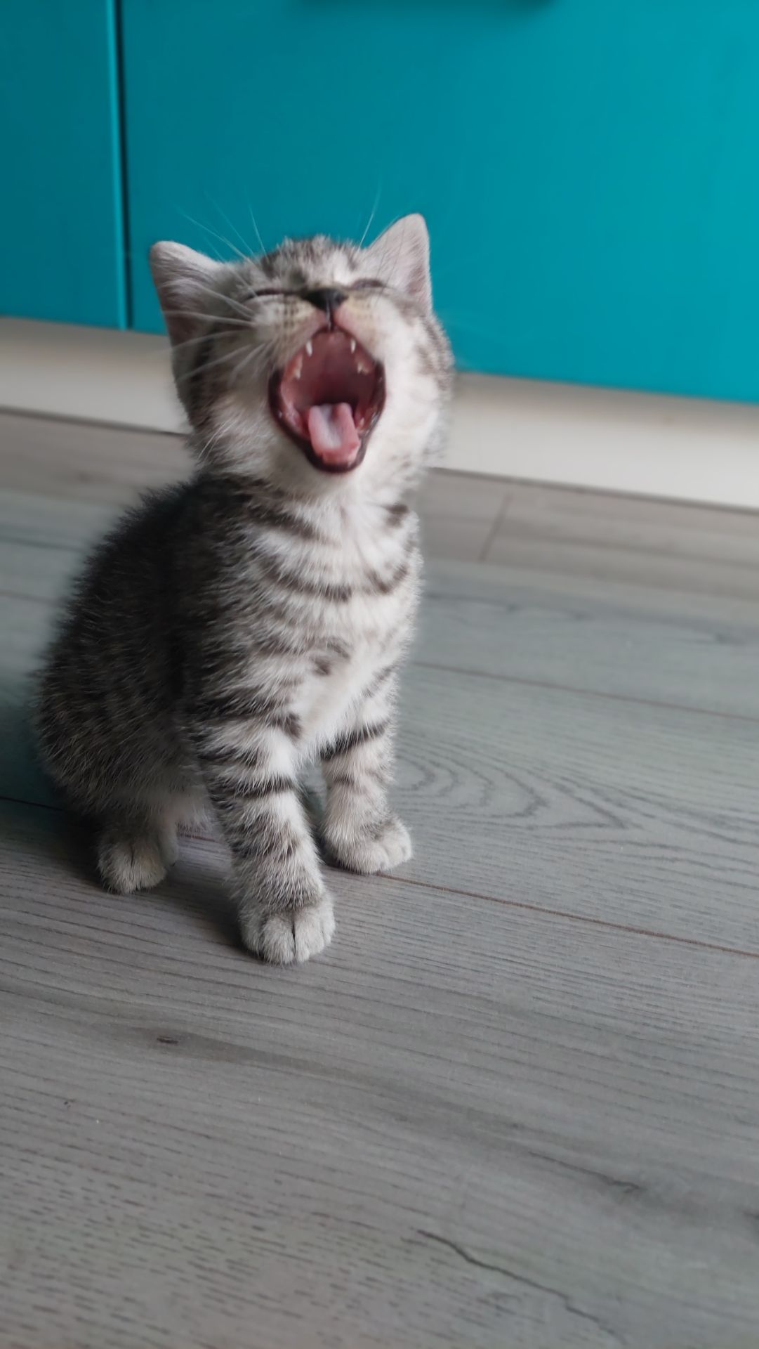 Котик шотландський прямовухий