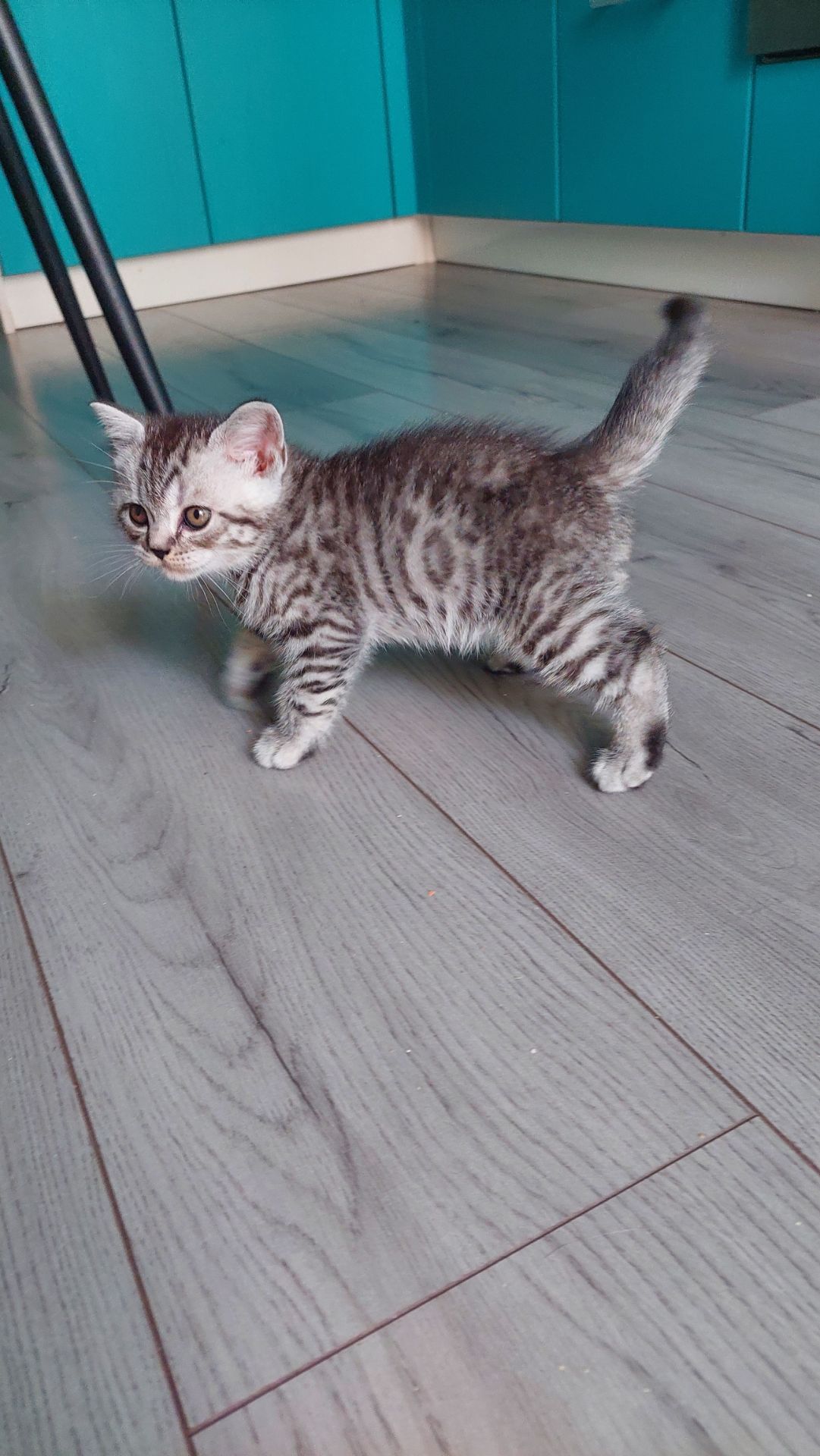 Котик шотландський прямовухий