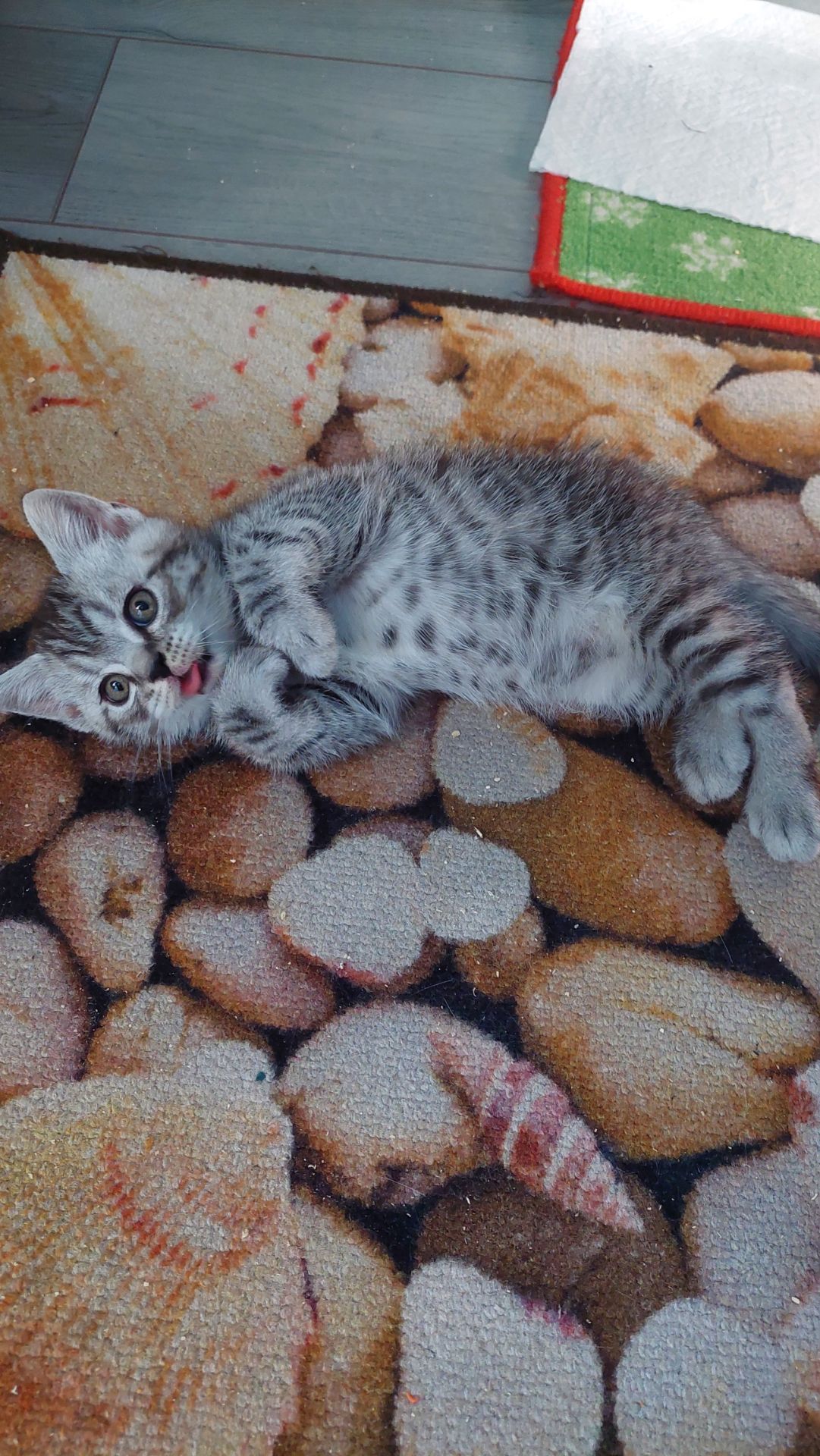 Котик шотландський прямовухий