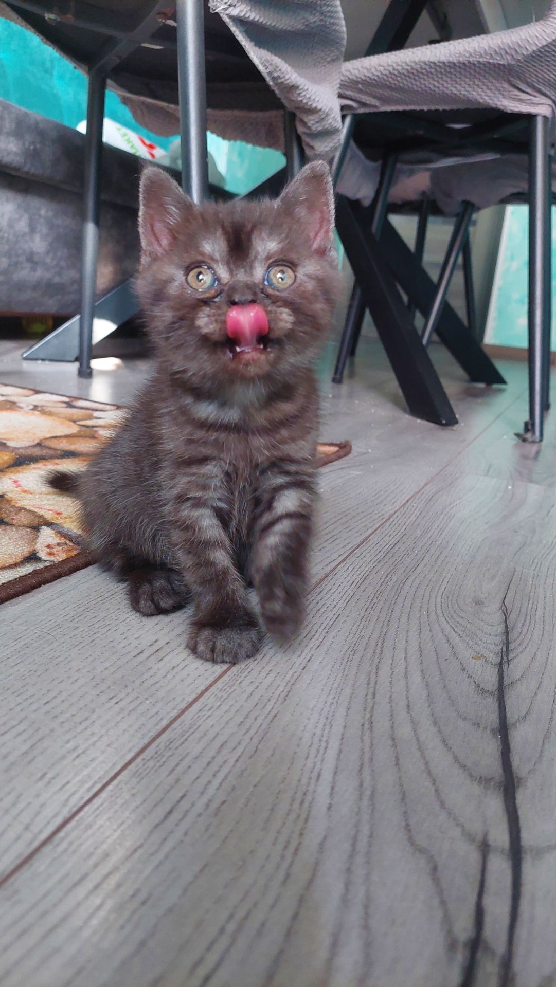 Кошеня Шотландське прямовухе