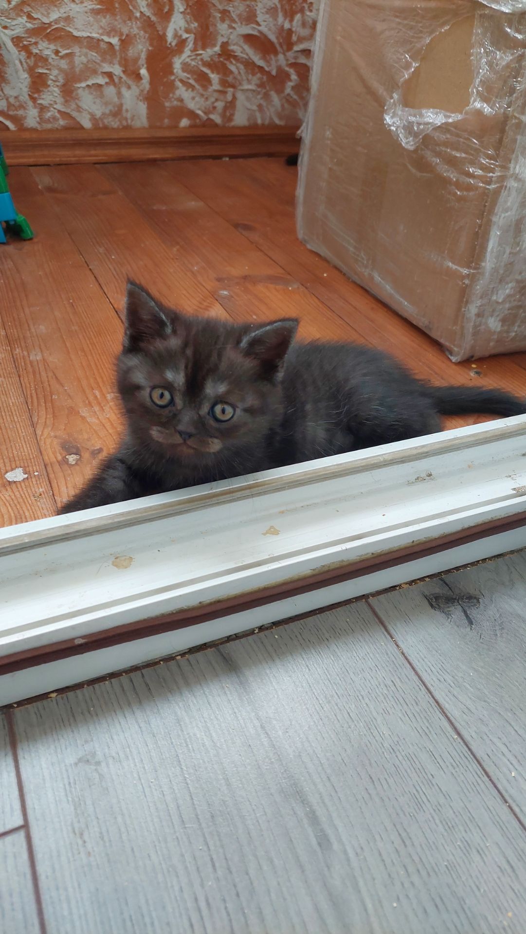 Кошеня Шотландське прямовухе