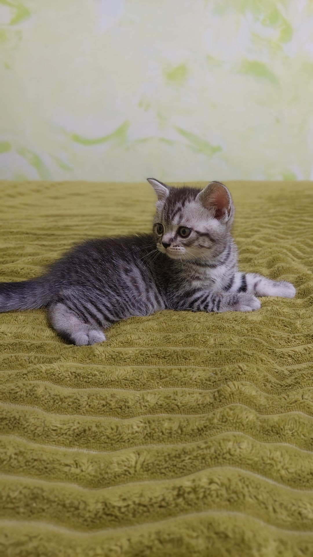 Котик шотландський прямовухий