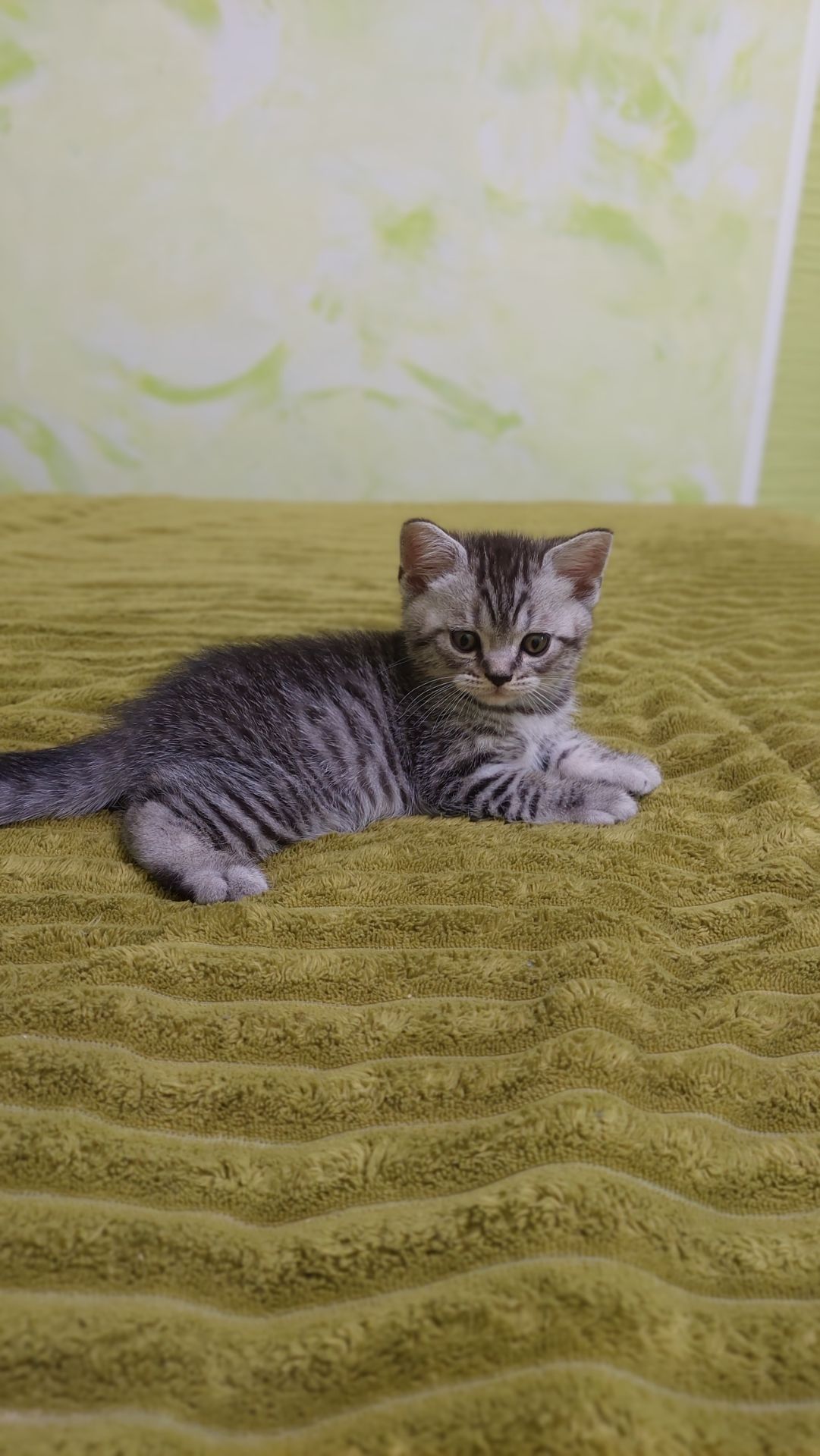 Котик шотландський прямовухий