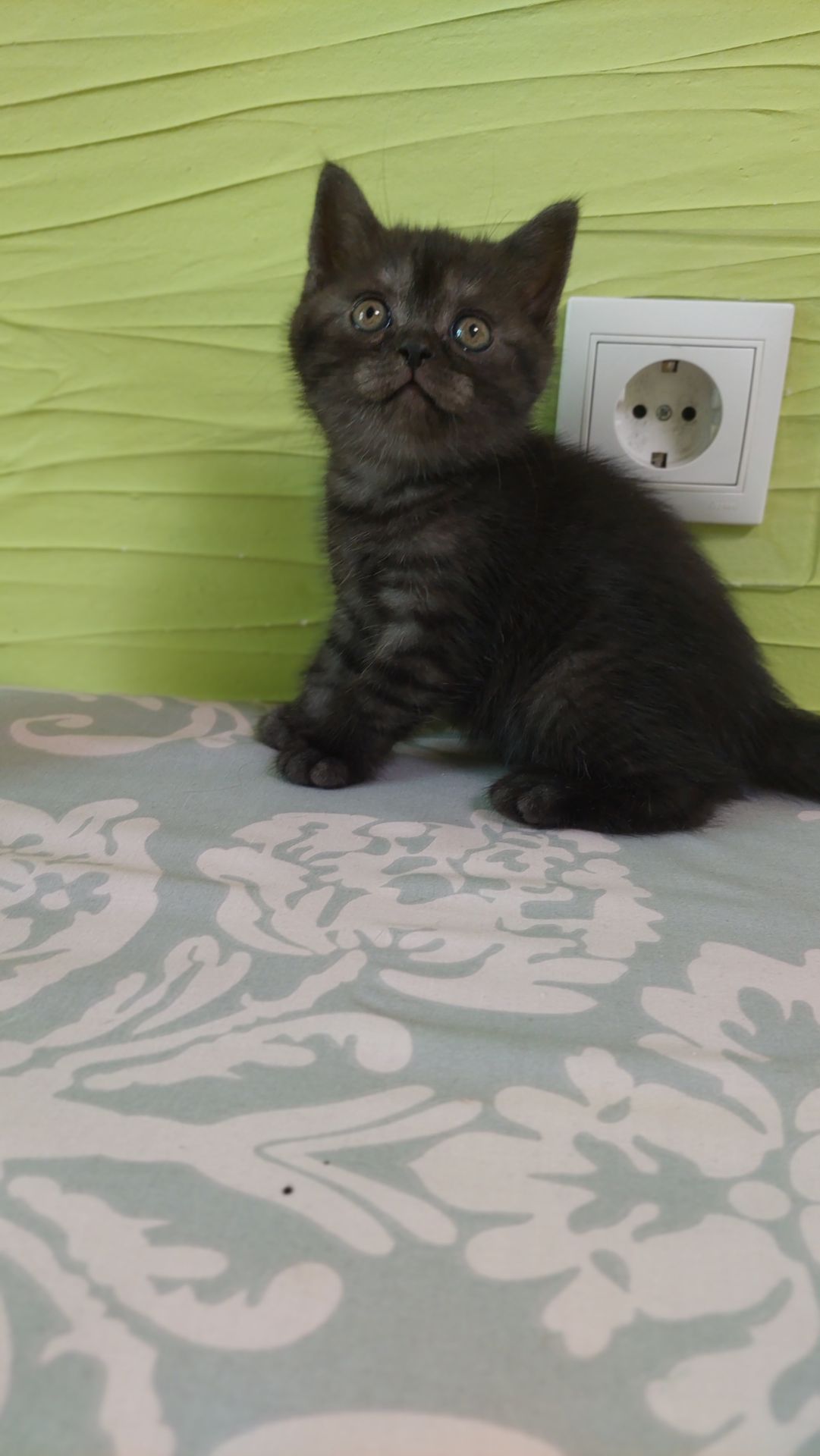 Кошеня Шотландське прямовухе