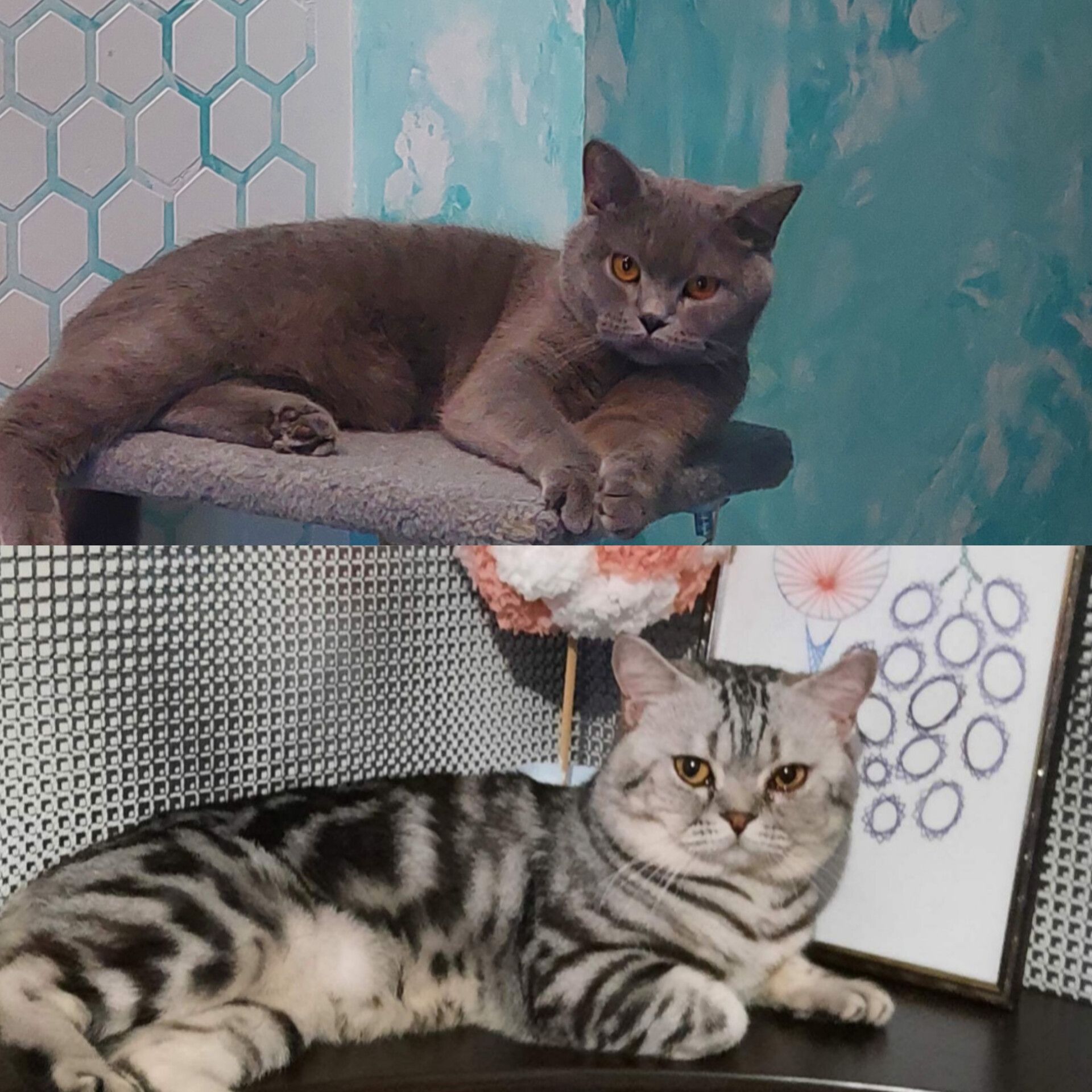 Кошеня Шотландське прямовухе