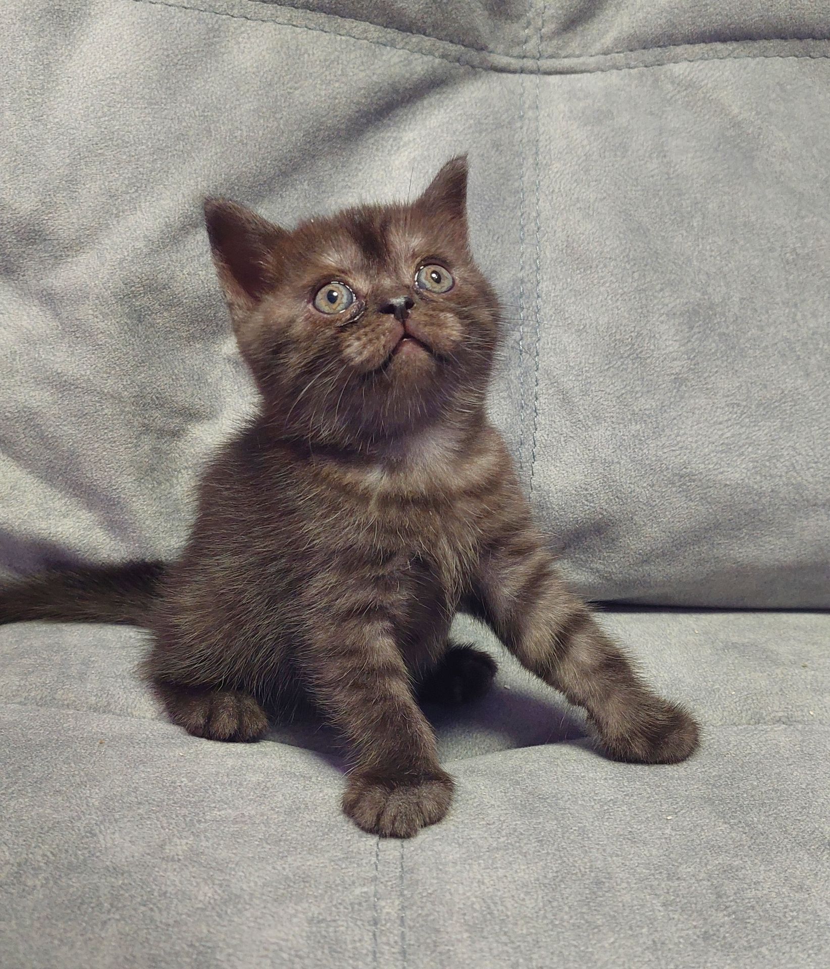 Кошеня Шотландське прямовухе