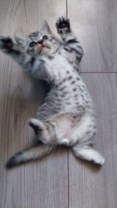 Котик шотландський прямовухий