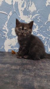 Кошеня Шотландське прямовухе