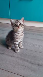 Котик шотландський прямовухий