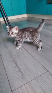 Котик шотландський прямовухий