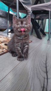 Кошеня Шотландське прямовухе
