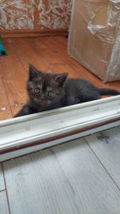 Кошеня Шотландське прямовухе
