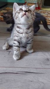 Котик шотландський прямовухий