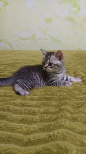 Котик шотландський прямовухий