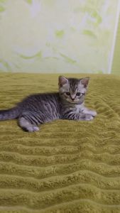 Котик шотландський прямовухий