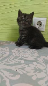 Кошеня Шотландське прямовухе