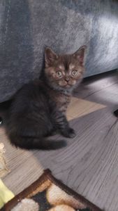 Кошеня Шотландське прямовухе