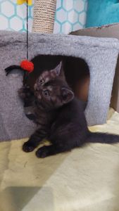 Кошеня Шотландське прямовухе