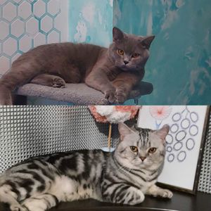 Шотландські кошенята Скоттіш страйт