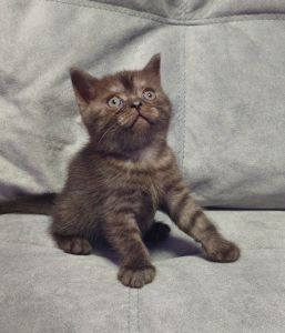 Кошеня Шотландське прямовухе