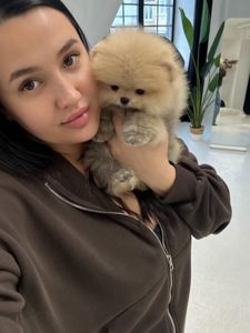 Потрясающе красивые щенки померанского шпица