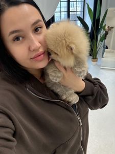 Потрясающе красивые щенки померанского шпица