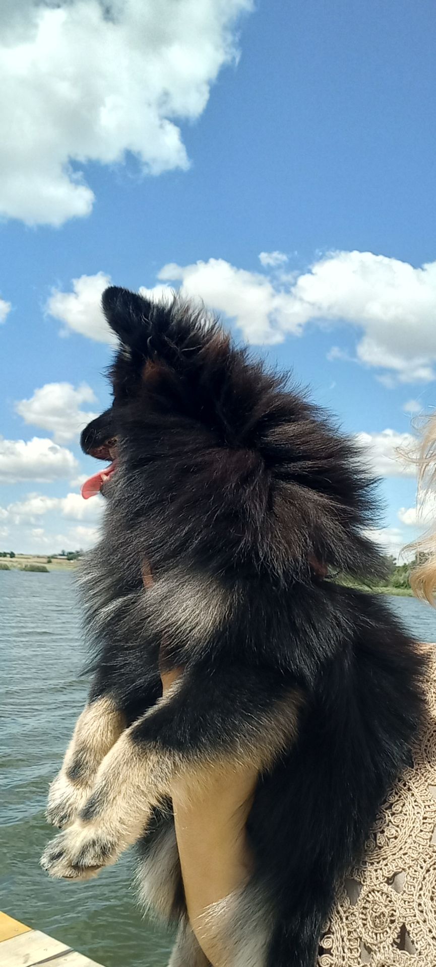 Хлопчик шпіца