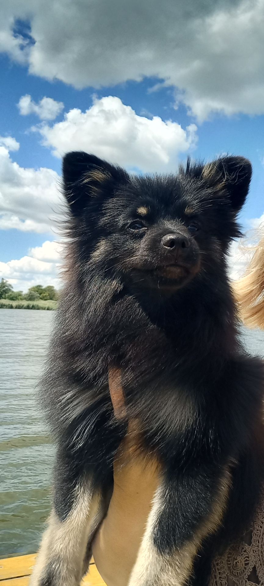 Хлопчик шпіца