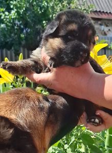 Цуценята німецької вівчарки