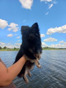 Хлопчик шпіца