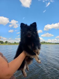Хлопчик шпіца