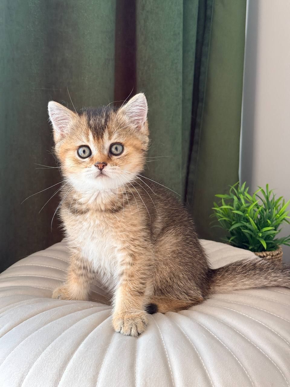 Британец котенок