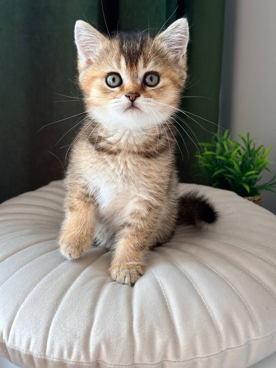 Британец котенок