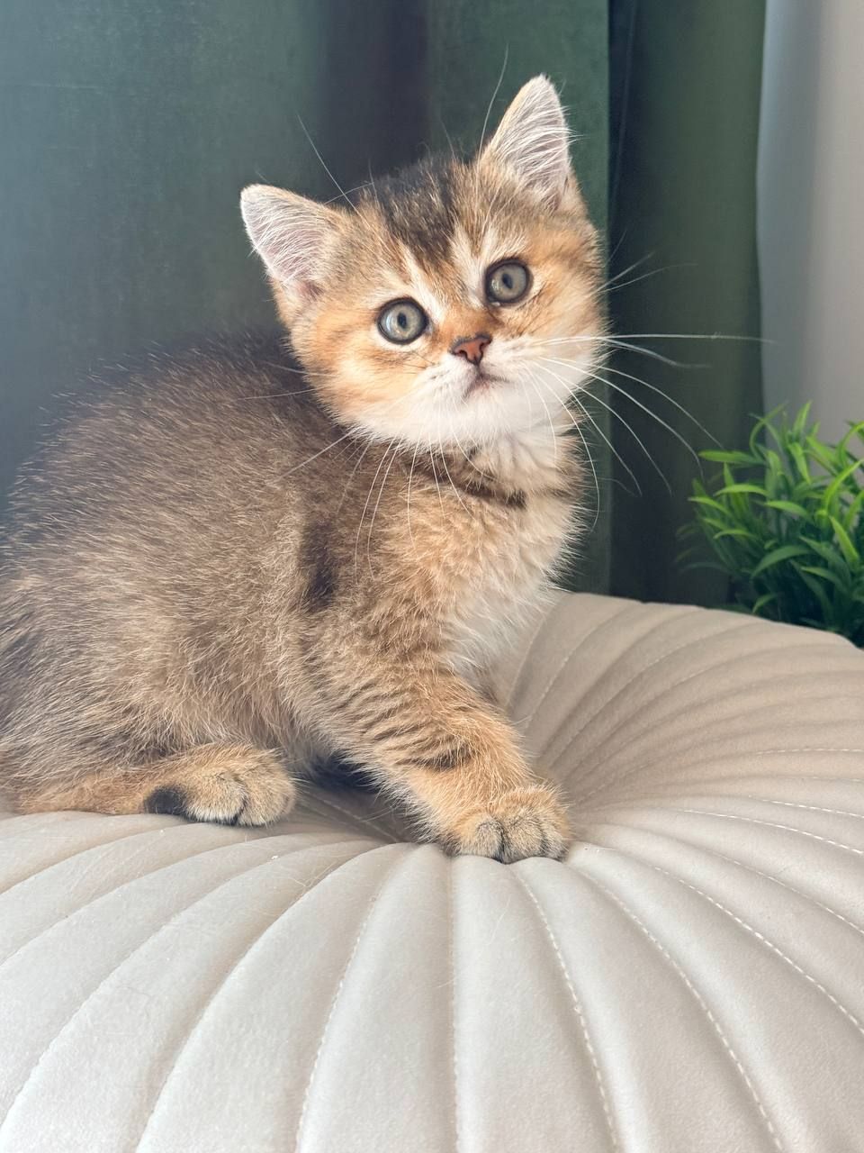 Британец котенок