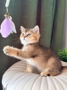 Британец котенок
