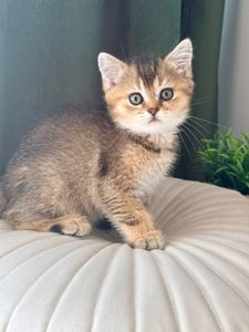 Британец котенок