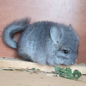 Маленькая самочка шиншиллы Стандартная ангора носительница эбони с "львиной гривой"