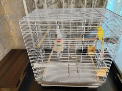 Пара волнистых попугаев с клеткой