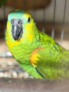 Малыш птенец амазон выкормыш