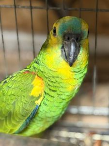 Малыш птенец амазон выкормыш