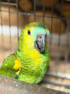 Малыш птенец амазон выкормыш