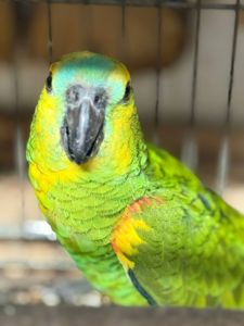 Малыш птенец амазон выкормыш