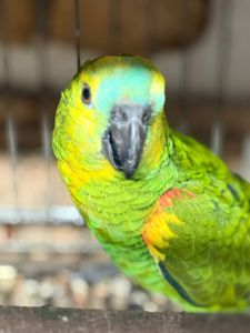 Малыш птенец амазон выкормыш