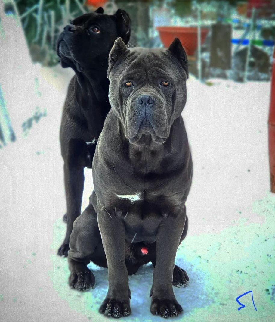 Вязка