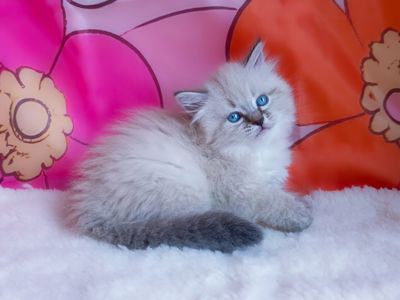Клубна невська маскарадна дівчинка Estella