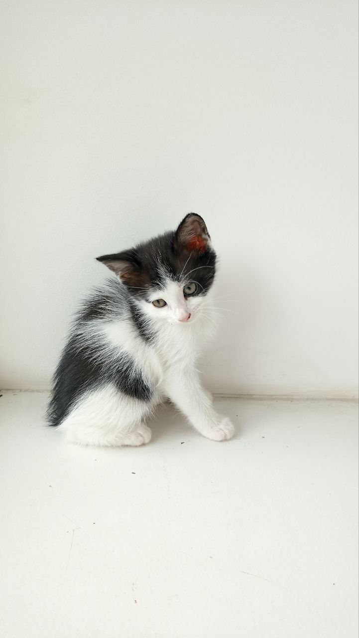 Кошеня у добрі руки