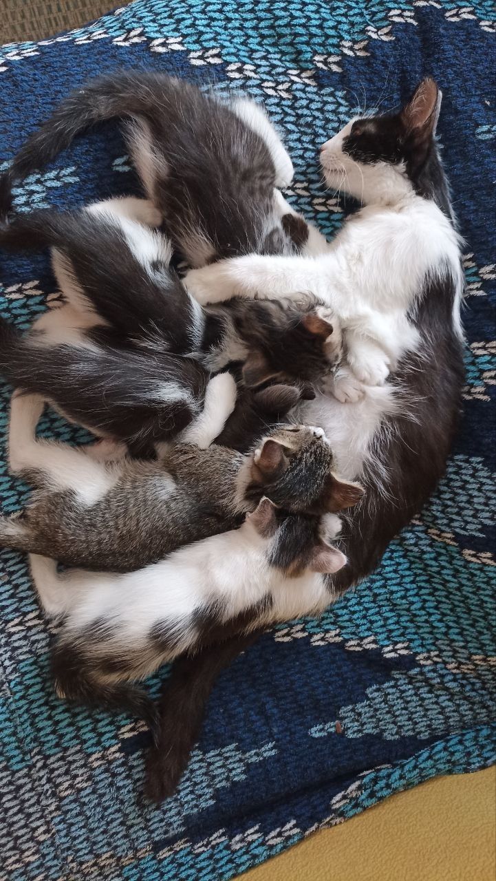Кошеня у добрі руки