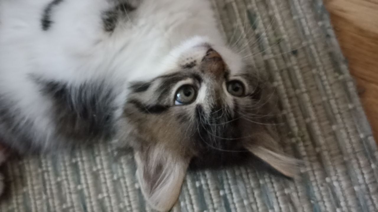 Кошеня у добрі руки